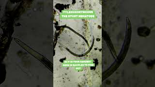 THE STUNT NEMATODE TYLENCHORYNCHUS sppnematodes microscope science stem agriculture [upl. by Juliette]