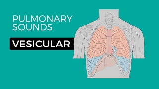 01  Normal Lung Sounds  Vesicular breath sounds [upl. by Alyahs619]