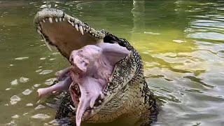 Gigantic Crocodiles amp Huge Alligators Gobble up Thanksgiving Turkeys [upl. by Zingale]