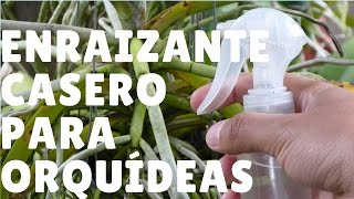 ¿Cómo hacer un enraizante casero para orquídeas  Orquiplanet [upl. by Kasevich987]