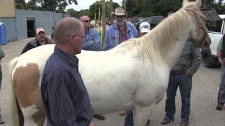 Farrier Quick Takes Mike Wildenstein Proper Evaluation Trimming And Shoeing Mature Horses [upl. by Klement]