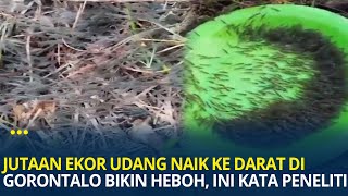 Viral Jutaan Ekor Udang Naik Ke Darat di Gorontalo Bikin Warga Heboh Ini Kata Peneliti BRIN [upl. by Derry]