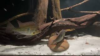 Geophagus surinamensis Rio maroni spawning [upl. by Stafford143]