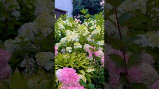 hydrangeamacrophyllaгортензияgardenгортензіяflowers jardinshortsアジサイсадnaturepaniculata [upl. by Natty]