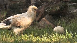 Egyptian Vultures [upl. by Sharia777]