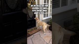 Neighbor Installs Doorbell For Her Daily Dog Visits love neighborhood dog beautiful [upl. by Emili]