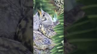 Thrushes Feeding  delicious slugs birds nature wildlife [upl. by Berners]