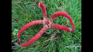 The Octopus Stinkhorn Clathrus archeri [upl. by Deutsch181]