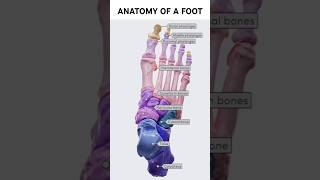 Anatomy of a Foot anatomy foot shorts [upl. by Swords]