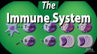 The Immune System Overview Animation [upl. by Learsi357]