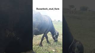 Duwarkeshstudfarm bheshkshetri comedy cow farmer govadiyo govaliyo like cowsong [upl. by Novikoff308]