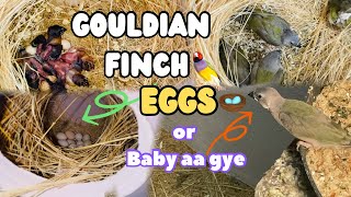 Lady Gouldian Finch Breed in colony  Gouldian Finch’s breeding progress in small colony [upl. by Ellednahs]