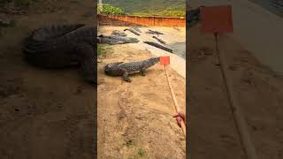 My head is buzzing Crocodile farm Crocodiles Confusing behavior of animals Dangerous actions [upl. by Elsinore556]