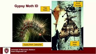 Gypsy Moth in Wisconsin [upl. by Grath]