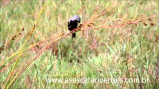 Caboclinhodebarrigapreta Sporophila melanogaster Blackbellied Seedeater MVI0617 [upl. by Talya]