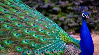 Peacock  One of the Most Beautiful Bird [upl. by Jeconiah61]