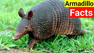 Incredible Facts About Armadillos You Won’t Believequot [upl. by Eninej]