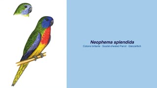 Video Encyclopedia of Parrot Species  133 Neophema splendida [upl. by Satsoc]