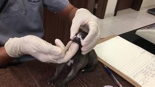 How to care cleft palate patient puppy without tube feeding procedure [upl. by Htiderem]