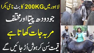 200KG Ka Butt Nami Bakra  Jo Doodh Peeta Aur Maraba Khata Hai  Qemat Sun Kar Hosh Ur Jayn Gy [upl. by Nylteak775]