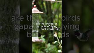 Hummingbird Flying Backwards 🤯🤯🤯 animals flying hummingbird wildlife facts animalfacts fyp [upl. by Erda]