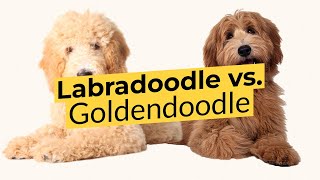 Labradoodle vs Goldendoodle 🐶 Breed Comparison 🐶 🔴 2023 🔴 [upl. by Chastity]