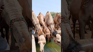 Decorated camels are drinking water shorts [upl. by Ytineres549]