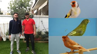 VISITAMOS EL AVIARIO DE MI AMIGO SERGIO jilgueros y canarios  LA CRIA DE CANARIO [upl. by Allez]