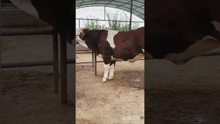 viral youtube shorts video 😂😀❤️cow cowvideoগরুvideoshort viralvideo cowdancefunny [upl. by Notfa971]