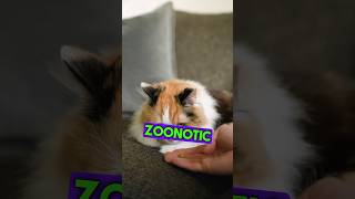 Cat fungal infection zoonotic disease from cats [upl. by Jason]