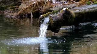 Natural Sounds From Tree Shower  Soothing Sound For Stress Relief and Healing  ASMR [upl. by Spears]