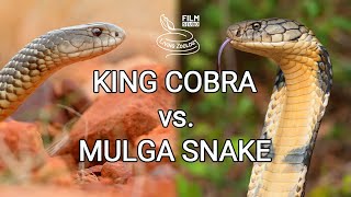 King cobra vs Mulga snake  Battle of the deadly snakes [upl. by Inalial247]