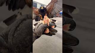 Harris hawk feeding [upl. by Nace583]