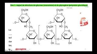 Vidéo 1 sur le chapitre 62 régulation de la glycémie partie 1 glycémie à jeun post prandiale [upl. by Hanus]