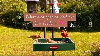 What bird species visit our bird feeder 🐦 [upl. by Akinert830]