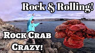 Catching Lots of Red Rock CrabsBodega Bay CA [upl. by Cantone823]