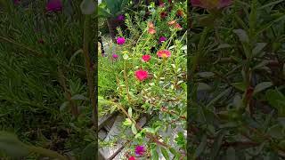 Purslane flowers gardenplants flowers portulaca shortsfeed gardning shorts [upl. by Anwat]