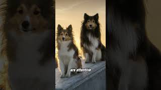 Intelligent Dogs The Shetland Sheepdog [upl. by Nosrettap]