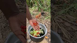 Outdoor Cooking Jamaica  Preparing What My Garden Gave Me jamaica offgrid outdoorcooking shorts [upl. by Noreik]