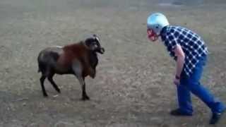 CRAZY MAN BUTS HEADS WITH RAM MUST WATCH [upl. by Salena]