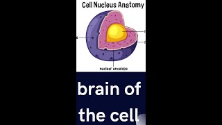 Nucleus Protoplasm Shorts  mdcat biology nucleus physiology [upl. by Nayar]