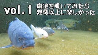 【水中映像まとめ１】釣った魚を庭池で飼ってみる [upl. by Cressi929]