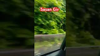 Welcome Sasan Gir song sasangir riyanchauhan 😊 [upl. by Ocin]