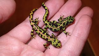 New Addition Marbled Newt Efts Triturus marmoratus  Juvenile Marmormolche [upl. by Notrab]