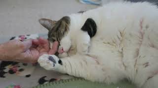 The truth about cat declawing [upl. by Thaxter391]