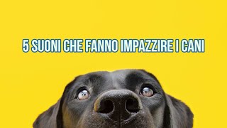 5 suoni che fanno impazzire i cani [upl. by Vassili]