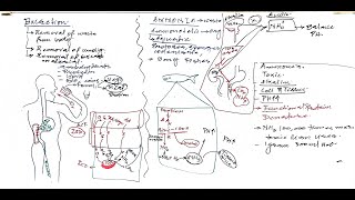 L01Ammonotelic Excretion [upl. by Rediah]