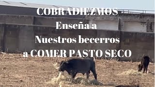 COBRADIEZMOS Cuida y Enseña a Nuestros Becerros A COMER PASTO SECO [upl. by Suoivatnod]