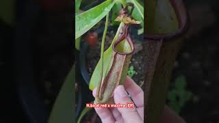 plants nepenthes garden pitcherplants nature carnivorousplants carnivorous carnivorousplant [upl. by Trojan]