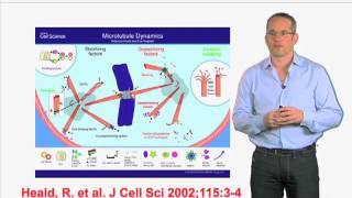 In vitro microtubule growth  Anthony Hyman MPI  CBG [upl. by Ide]